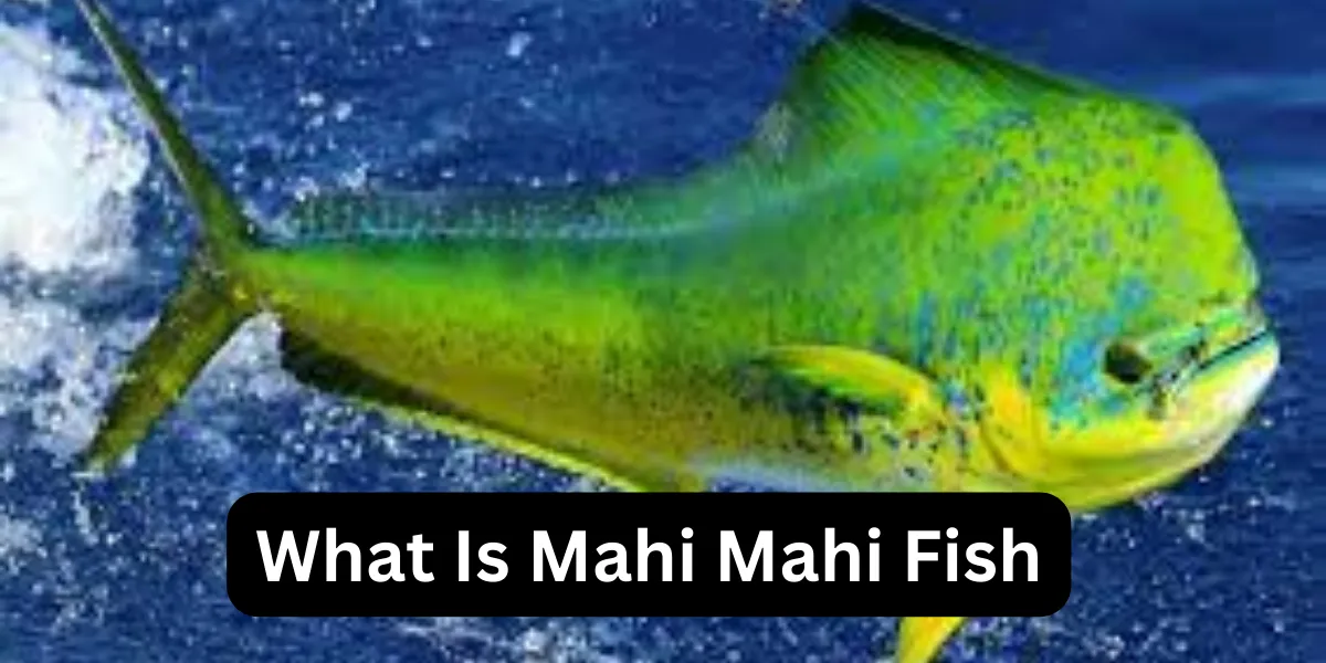 What Is Mahi Mahi Fish