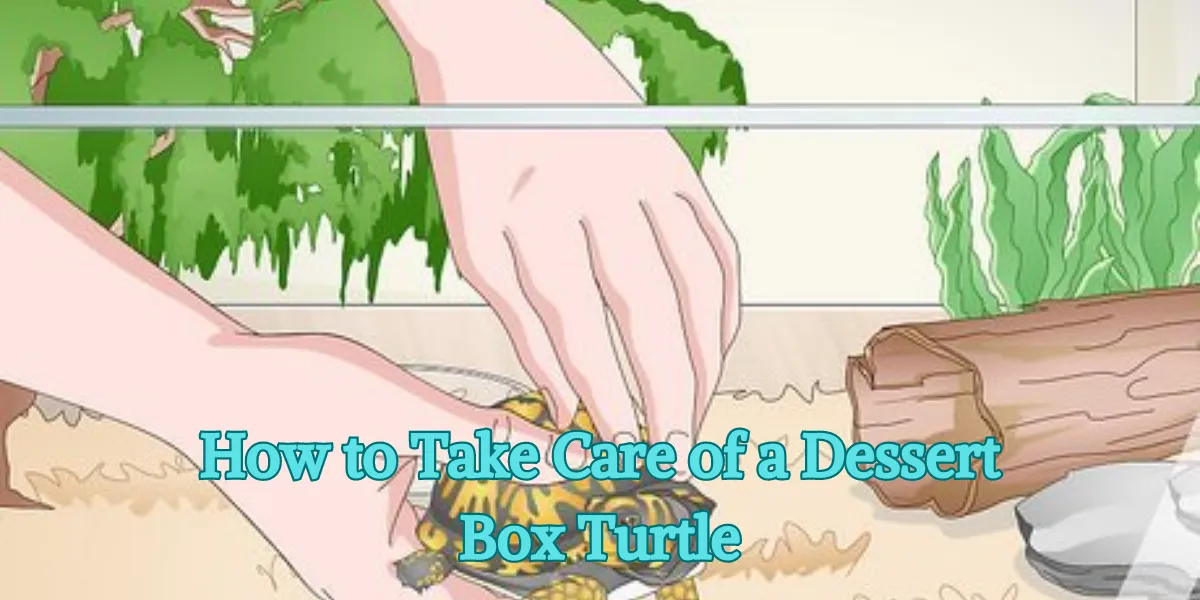 How To Take Care of A Dessert Box Turtle